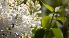 音乐短片 - 回来吧