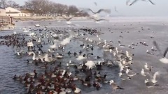 音乐短片 - Керчь. Птицы