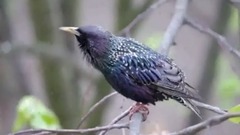 音乐短片 - Скворец