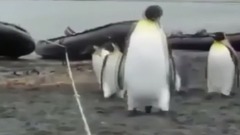 音乐短片 - Препятствие и пингвины