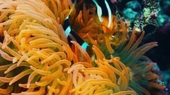 音乐短片 - 自然 Nature