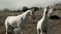Leo Rojas - Friendship