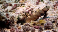 音乐短片 - IMAX:珊瑚礁(IMAX Coral Reef Adventure)