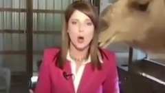 音乐短片 - Funny Videos 2017  Funny Fail Compilation 2017 #213