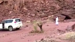 音乐短片 - Месть дерева