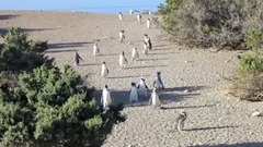 音乐短片 - Любопытные пингвины