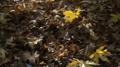 音乐短片 - 秋怨