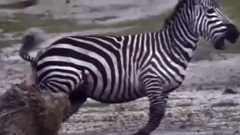 音乐短片 - 斑马一脚将狮子鼻子踢没了