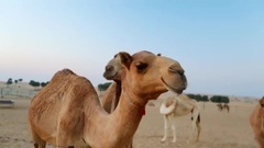 音乐短片 - 迪拜黄金之城