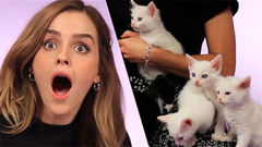 Emma Watson - 好萌,Emma Watson边撸猫边回答粉丝提问!