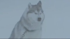 音乐短片 - Frozen Twilight