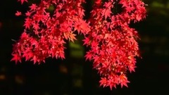 音乐短片 - 不想记得