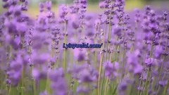 风景,音乐短片,轻音乐,乐动城市 - 忧伤还是快乐,你好吗