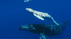 音乐短片 - 动物星球系列:鲸奇之旅(Ocean Voyagers)