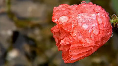 音乐短片 - 生命的春天