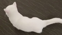 音乐短片 - GoBooGi& Cats ChoBee skillman, short legs Not the kui is a corgi in cats