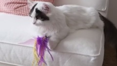 萌宠 - The Skillman Short legged cats How to use the box to capture a meow