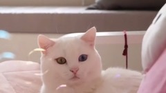 萌宠 - The skillman short legs cat's detachment VS bubbles