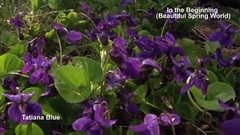 New - In the Beginning (Beautiful Spring World)
