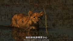 音乐短片 - 国家地理频道:最后的狮子