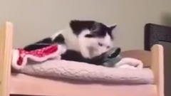 音乐短片 - 偷拍猫的睡颜