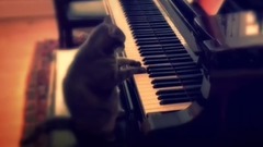 音乐短片,萌宠 - 猫咪弹钢琴短片合集,喵星人真厉害!