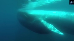New - Blue Whale (Chillout Mix)