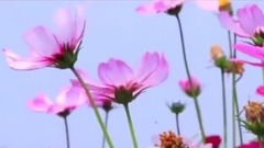 风景,音乐短片,轻音乐,乐动城市 - 痛也没关系