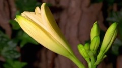 音乐短片 - Poéme