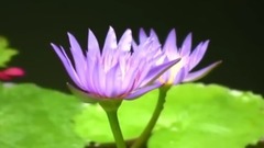 音乐短片 - Canzona