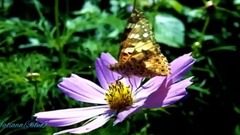 音乐短片 - 风景