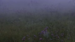 音乐短片 - 夜色这样的特别【野花】Richard Clayderman