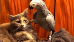 萌宠 - 笑翻!猫与鹦鹉相处不来大合辑