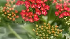 音乐短片 - 落红倚秋蝶满园