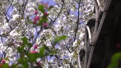 群星,音乐短片 - 春风十里