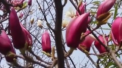 音乐短片 - 风景