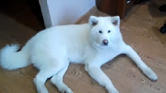 音乐短片 - поющий пес акита ину