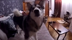 音乐短片 - Хаски психанул Husky Freaked Out