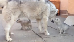 音乐短片 - ПАПА ХАСКИ ИГРАЕТ СО СВОИМИ ЩЕНКАМИ!!!