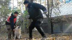 音乐短片 - Акита. Тренировка по защите.