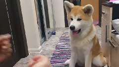 音乐短片 - Акита Ину. Мика. Игра в кулачки и дай пять