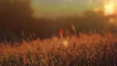 音乐短片 - 夜色这样的特别【布拉姆斯的摇篮曲】