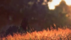 音乐短片 - 夜色这样的特别【梦中的婚礼】Richard Clayderman