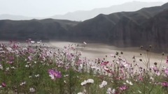 群星,音乐短片 - 走进草原