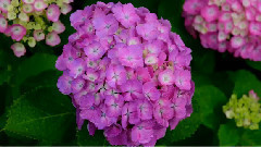 音乐短片 - 思念曲