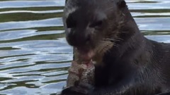 音乐短片 - 探索频道:赤道系列-太阳河(Discovery Equator Rivers Of The Sun)