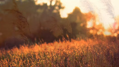 音乐短片 - 恋爱中的女人