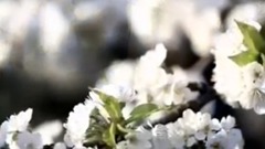 欧美群星,风景,音乐短片,俄罗斯群星 - Russian Dance