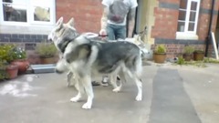 音乐短片 - The Joys Of Owning A Direwolf (Northern Inuit)............ DSNERV