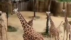 音乐短片 - Giraffe born at Dallas Zoo in April dies after breaking neck